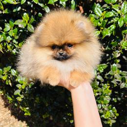 Belle - Orange sable female Pomeranian puppy in Hot Springs, Arkansas from Pomeranian Empire