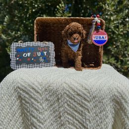 White collar (AKC) - Red  male Poodle puppy in Perris, California from Our Poodiful Life