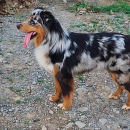 Rusty - Miniature American Shepherd