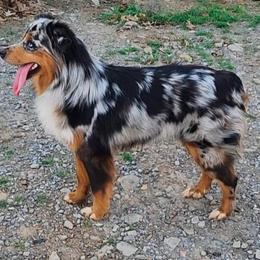 Rusty - Miniature American Shepherd