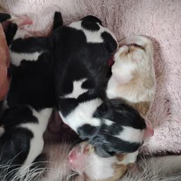 Case - Tri-color male Cavalier King Charles Spaniel puppy in Sabetha, Kansas from Apple Blossom Cavaliers