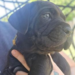 Yellow Collar - Black male Cane Corso puppy in Granbury, Texas from La Muerte Corso Kennel