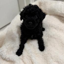 Black male - Black male Poodle puppy in Montclair, New Jersey from YC Treasures Poodles