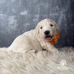 Sugar - Cream female Goldendoodle puppy in Utah County, Utah from Big Hearted Breeders