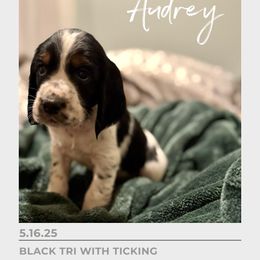 Audrey Hepburn - Black white and tan female English Springer Spaniel puppy in Arcadia, Florida from Redemption Fields Springer Spaniels