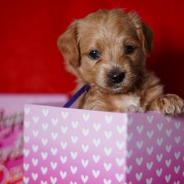 Purple Collar Boy - Sable male Yorkipoo puppy in Las Vegas, Nevada from Plush Toy Poodle Puppies & Pals