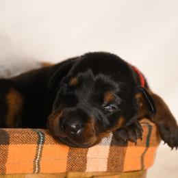 Girl 2 - Black and rust female Doberman Pinscher puppy in Overton, Texas from Obsidian Kennel