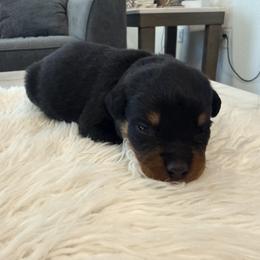 Flash - Black and rust male Rottweiler puppy in Parker, Colorado from Denver Rotties