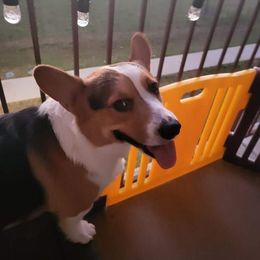 Levi - Pembroke Welsh Corgi