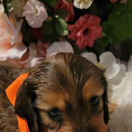Dachshund Puppies from CLARK'S BREEDING PROGRAM