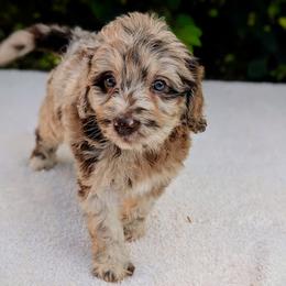 Aussiedoodle, Australian Shepherd, Bernedoodle, Cavapoo, Cockapoo, and Poodle Puppies from Sis' Doodles & Poodles