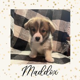 Pembroke Welsh Corgi Puppies from Tri-Star Stock Farm