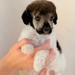 Buckshot - Sable male Poodle puppy in Hartwell, Georgia from Lake Hartwell Standard Poodles