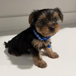 Male 2 - Black and gold male Yorkshire Terrier puppy in Killeen, Texas from Grand 7 Kennelz