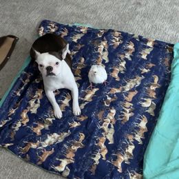 Boston Terrier All Grown Up from Borealis Family Bostons