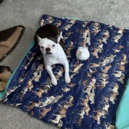 Boston Terrier All Grown Up from Borealis Family Bostons