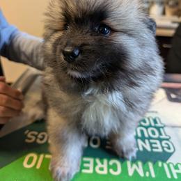 Orange girl - Black and silver female Keeshond puppy in Fayetteville, Tennessee from Erbekees-Keeshonden