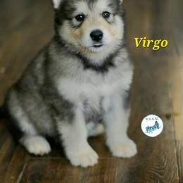 Alaskan Malamute Puppies from North Shore Alaskan Malamutes