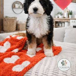 S'mores - female Australian Mountain Doodle puppy in Grand Rapids, Michigan from The Kindred K9