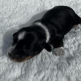 Midnight - Piebald female Dachshund puppy in Burleson, Texas from Sarah’s Dachshies