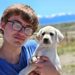 Blue girl - Yellow Labrador Retriever puppy in Whitehall, Montana from Heart of Montana Labradors