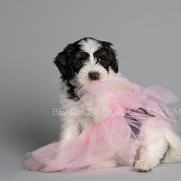 Bernedoodle and Goldendoodle Puppies from Beach Creek Kennel