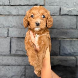 Gerald - Red  male Goldendoodle puppy in Phoenix, Arizona from Doodles of the Desert