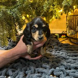 Green - Black and tan male Dachshund puppy in Casper, Wyoming from Daisy's Doxies & Doodles