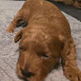 Ginger - Red  female Poodle puppy in Windom, Texas from Wild Farm Puppies