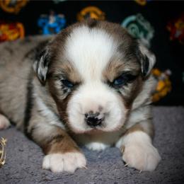 River - Blue merle male Miniature Australian Shepherd puppy in El Dorado Springs, Missouri from HP Aussie Kennels