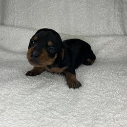 Buttons - Black and tan male Dachshund puppy in Mocksville, North Carolina from The Dachs of Hazzard Dachshunds