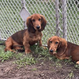 Dachshund Puppies from Evolutionary Hounds
