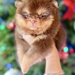 Jill - Chocolate and tan female Pomeranian puppy in Kilgore, Texas from 5 Star Poms