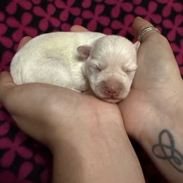 Girl 1 - White female Miniature Schnauzer puppy in Brownwood, Texas from Texas Dreams Mini Schnauzers