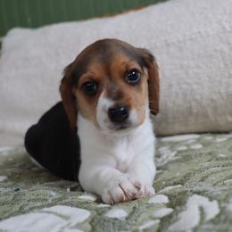 Mia - Black white and tan female Beagle puppy in Susanville, California from Homegrown Beagles