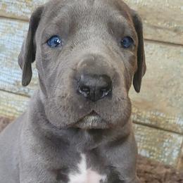 Great Danes from Garden Grove Great Danes