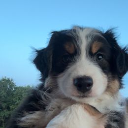 Sprite - Black tri female Miniature Australian Shepherd puppy in Quincy, Illinois from SK Aussie’s