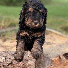 Stetson - Phantom male Goldendoodle puppy in Zeeland, Michigan from Dandelion Lane Doodles
