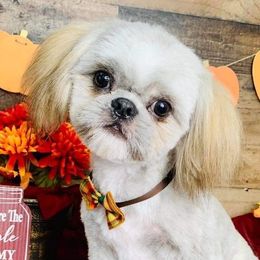 Charlie - Shih Tzu