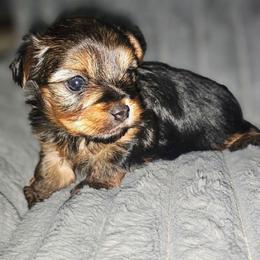 Girl - Black and tan female Yorkshire Terrier puppy in Thornville, Ohio from My precious yorkies