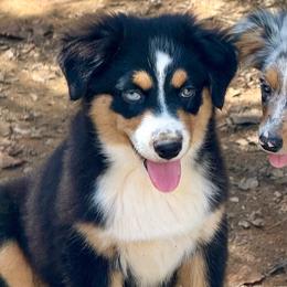 Maeve - Black tri female Miniature Australian Shepherd puppy in Patterson, North Carolina from DreamLine Aussies
