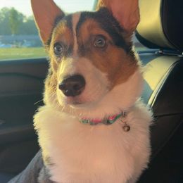 American Corgi and Pembroke Welsh Corgi Puppies from Beebe’s Corgis