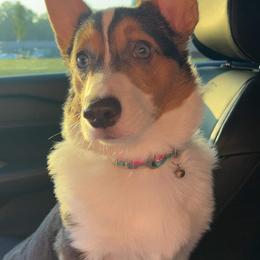 American Corgi and Pembroke Welsh Corgi Puppies from Beebe’s Corgis