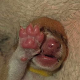 Yellow Boy - Sable and white male Collie puppy in Amherst, Virginia from Clearvu Kennels