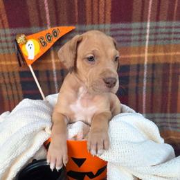 Diamond - Chocolate female Great Dane puppy in Arpin, Wisconsin from Arpin Great Danes