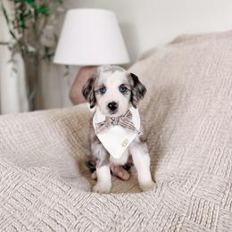 Psalm - Merle male Bernedoodle puppy in Cold Spring, Minnesota from A.N.A. Doodles
