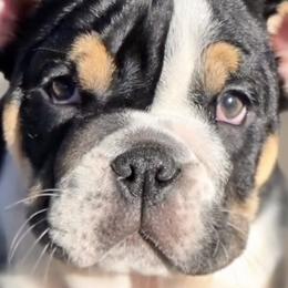 Bulldogs and French Bulldogs from Calderon bulldogs