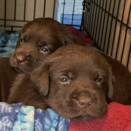 Labrador Retriever Puppies from Spellcast Labradors