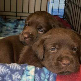 Labrador Retriever Puppies from Spellcast Labradors