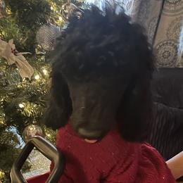 Girl 1 - Black Poodle puppy in Michigan from Pretty Spoiled Spoos llc